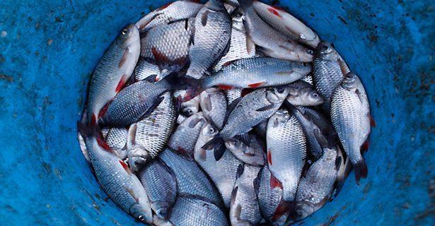 沙特禁止进口喂养了猪肉的鱼类产品
